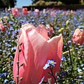 April at Filoli (34).jpg