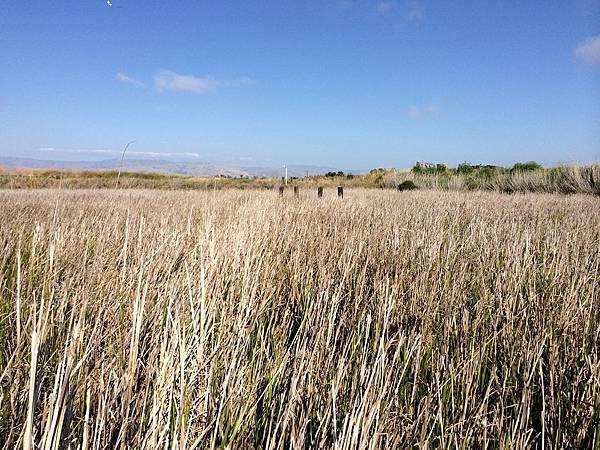 Alviso Marina County Park (5).jpg