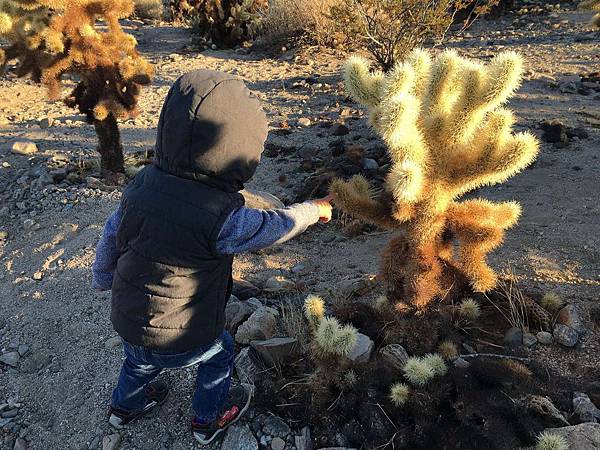 2. Joshua Tree National Park (48).jpg