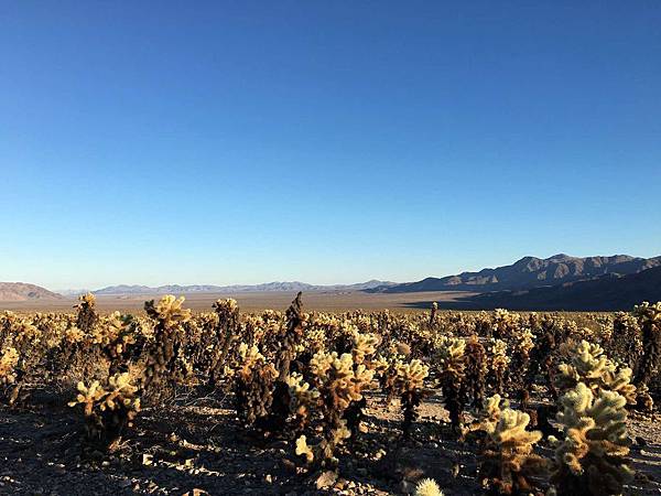 2. Joshua Tree National Park (49).jpg