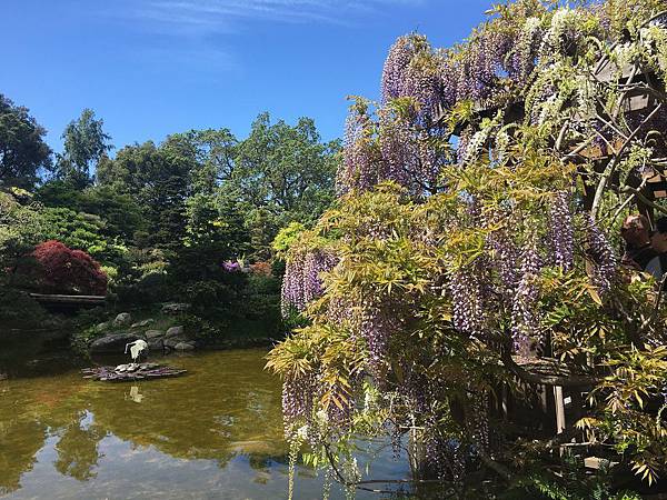 Hakone Garden & Wildwood Park (2).jpg