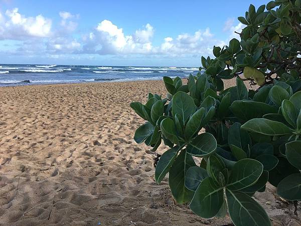 Day 1_Kauai Beach Resort (14).jpg