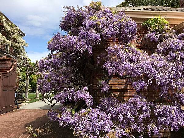 Filoli Garden (2).jpg