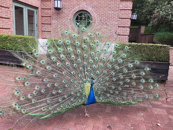 Filoli Garden (57).jpg