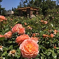 20170527  San Jose Rose Garden (28).jpg