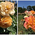 20170527  San Jose Rose Garden (7)_1.jpg