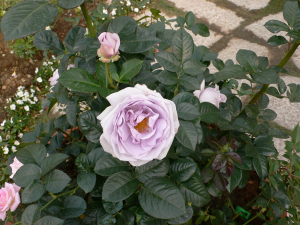 P1040217.JPG