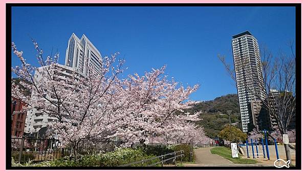 新神戶駅賞櫻10.jpg