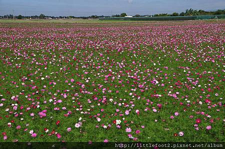 DSC_0089莿桐波斯菊