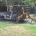 野生動物園2