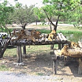 野生動物園3