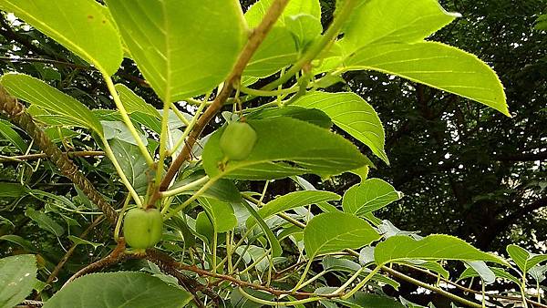 P_20170811_205232 P_20170811_205232