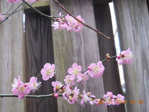 DSCN0019 DSCN0019