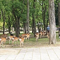 tn_奈良東大寺 (5)