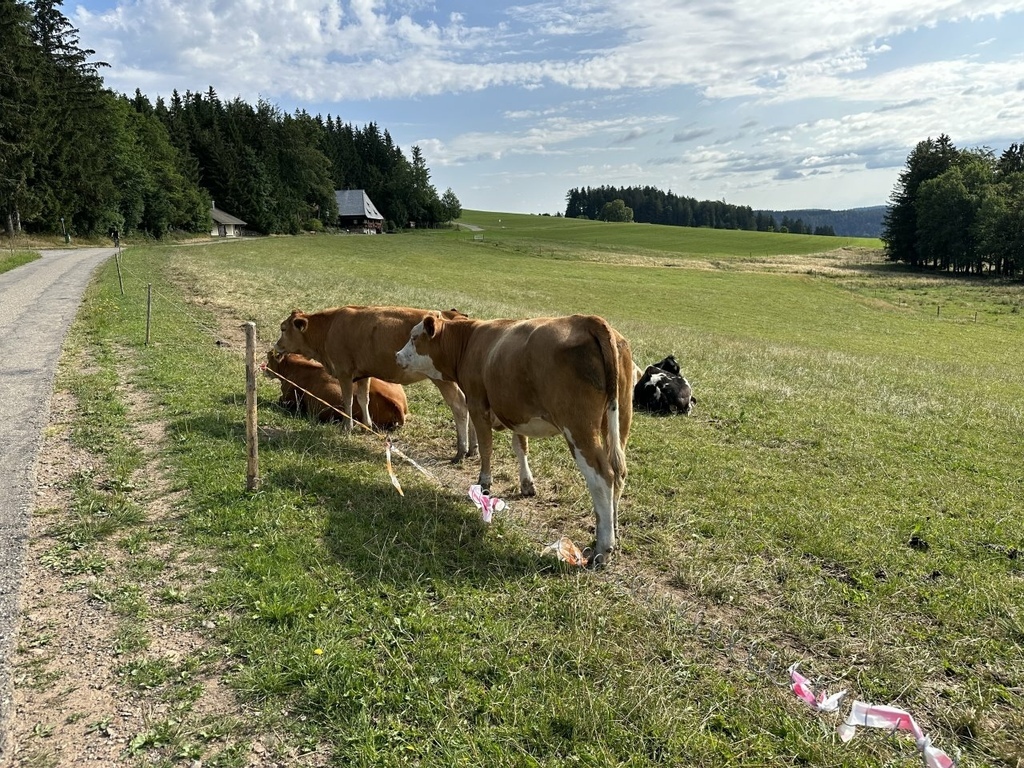 023夏-瑞捷德之旅day10-德國黑森林自駕-景觀林道健行