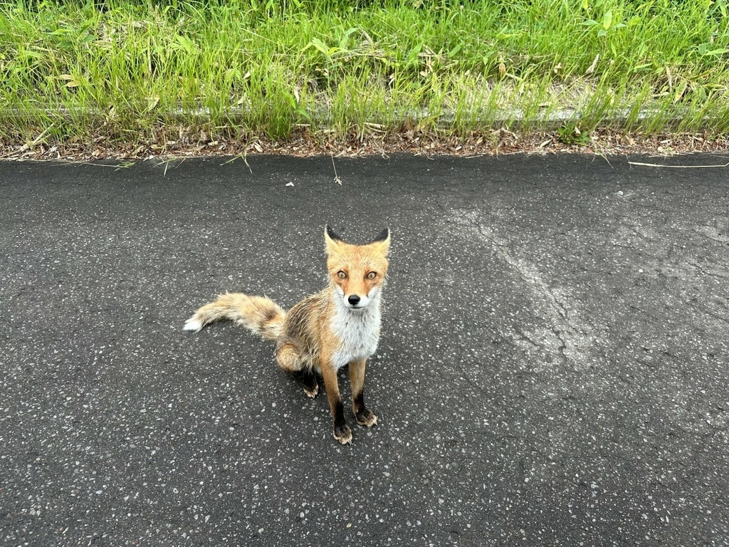 [遊記] 阿寒、摩周和屈斜路三湖&遇見野生狐狸