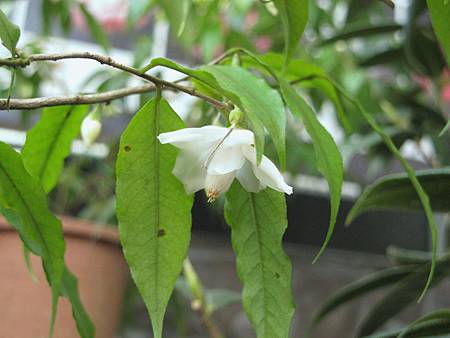 2012植物園茶花展