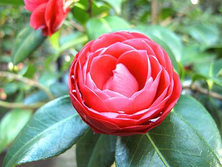 2012植物園茶花展戶外