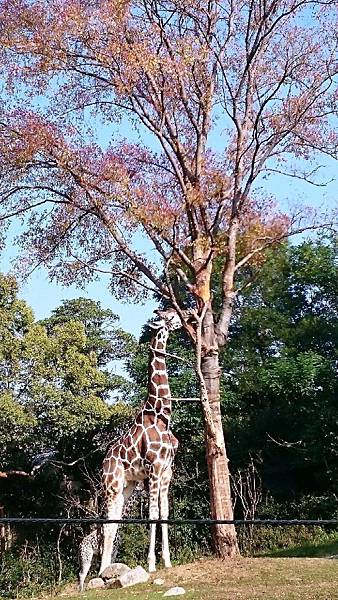 20151024天王寺動物園_15.jpg