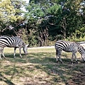 20151024天王寺動物園_557.jpg