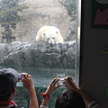 旭山動物園的明星-北極雄