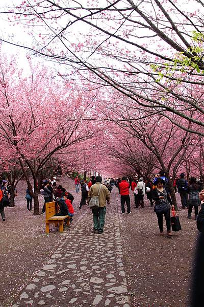 櫻花隧道