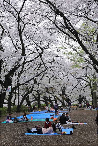 井之頭公園4