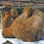 camel_4323.jpg