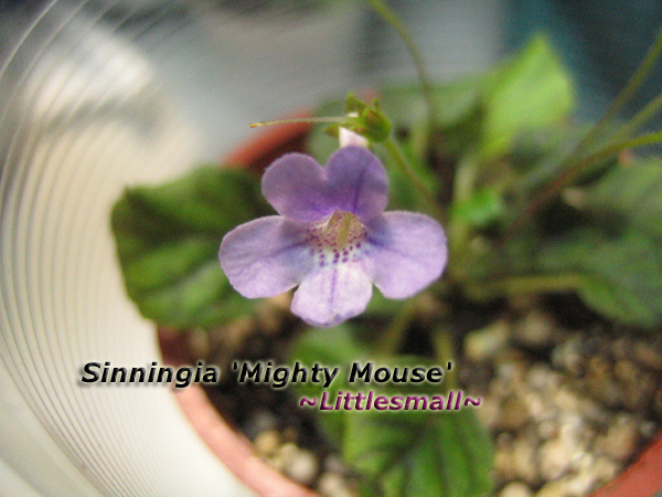 Sinningia 'Mighty Mouse'