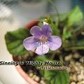 Sinningia 'Mighty Mouse'