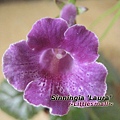 Sinningia 'Laura'