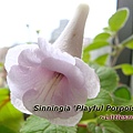 Sinningia 'Playful Porpoise'