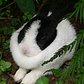 一隻兔子 Q_Q