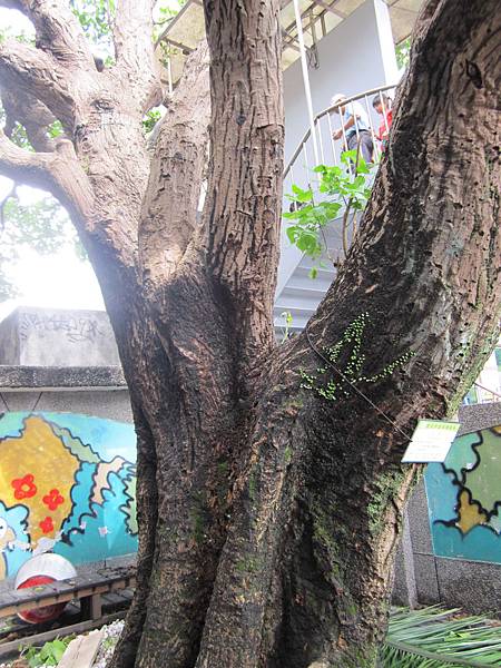 從八德路陸橋走下來,刺桐樹就在路旁.