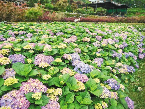 竹子湖繡球花田