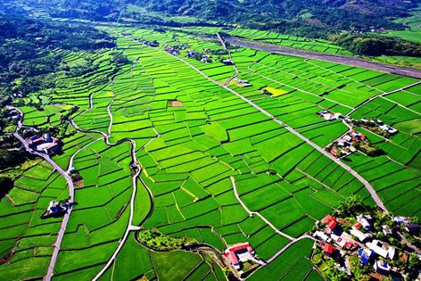 富里東竹稻田