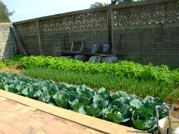 屋前圍牆邊自家種的菜蔬