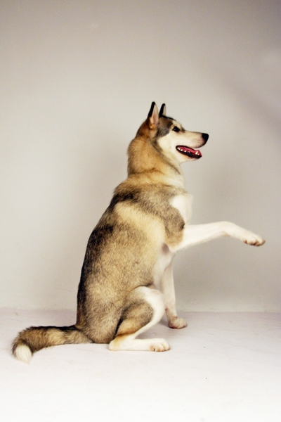 小狼握手