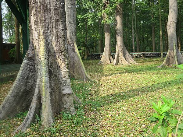 平和分校吉貝木棉林5