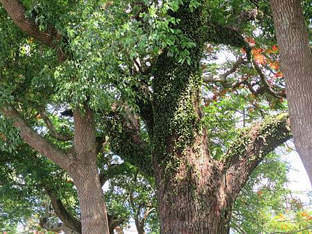 舊玉里國小的老樟樹