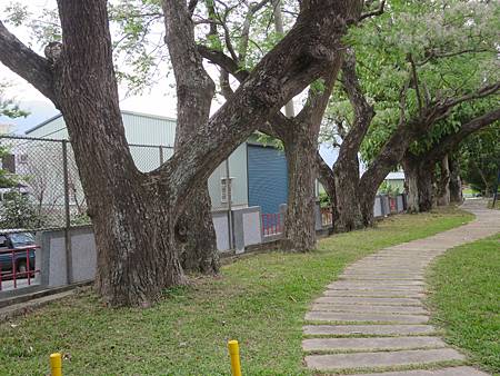 池上鄉萬安國小”苦楝樹群”3