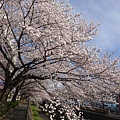東京櫻花季11