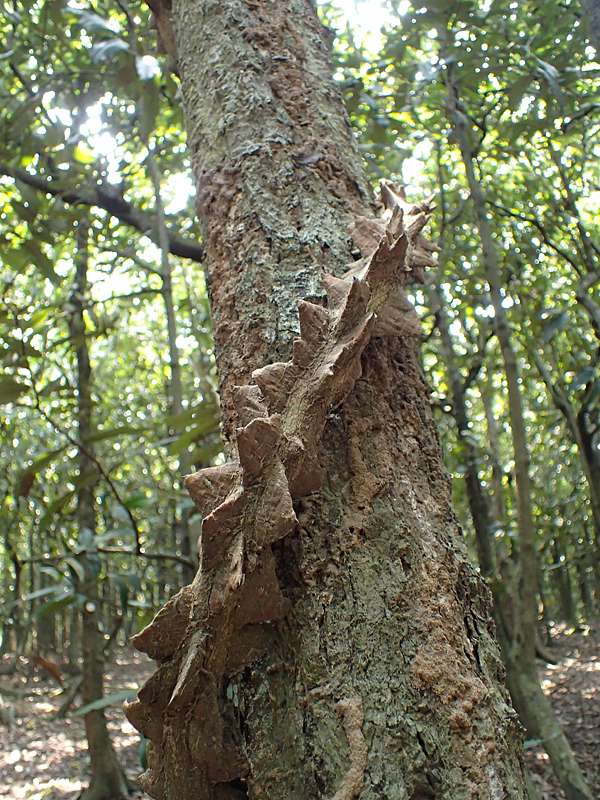 植物與生活 民間藥王碌碡藤 劉還月的避秦山 痞客邦