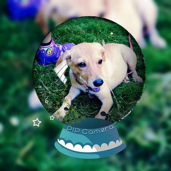 小黃.jpg 小黃.jpg