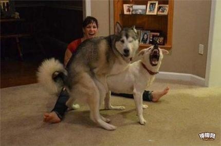 3_f0574a9903ba6a69e0604be09c4dc44b_430.jpg 3_f0574a9903ba6a69e0604be09c4dc44b_430.jpg