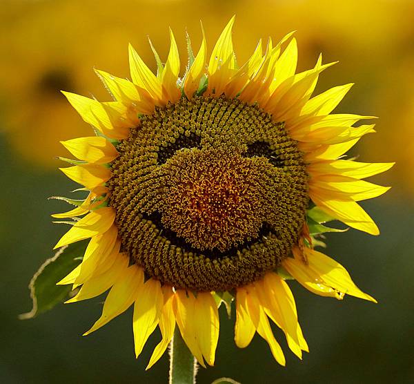 09happy-1491069207061-master1050.jpg 09happy-1491069207061-master1050.jpg