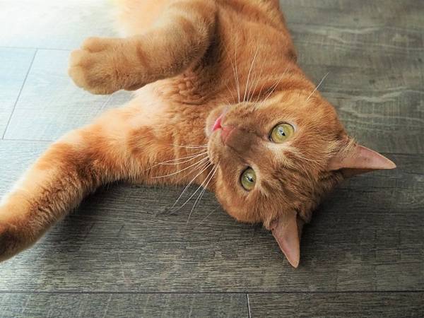 益生菌百百種,為什麼貓狗要吃益生菌? 益生菌百百種,為什麼貓狗要吃益生菌?