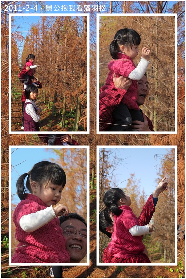 2y4m落羽松1.jpg 2y4m落羽松1.jpg
