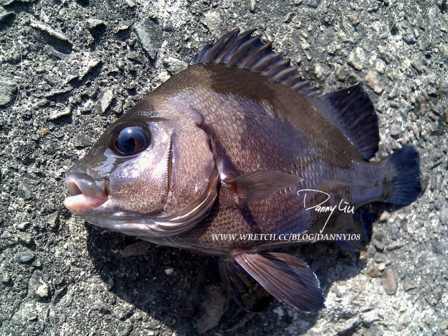 11 06 13 大丹的金目鱸紀錄魚 Liuyurung的部落格 痞客邦