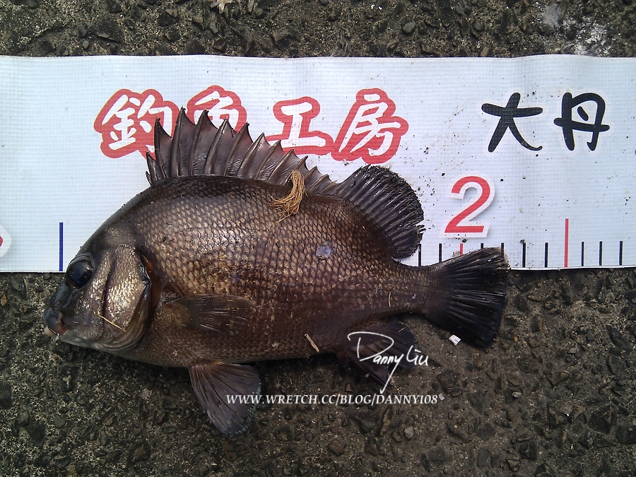 11 06 13 大丹的金目鱸紀錄魚 Liuyurung的部落格 痞客邦
